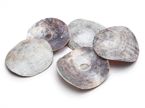 Placuna rounds  250g