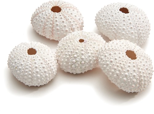 Zeeegel frosted 25 stuks
