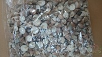 Echinellopsis ±1 cm 1 kilo Grandi schelpen-2