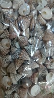 Echinellopsis ±1 cm 1 kilo Grandi schelpen
