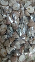 Echinellopsis ±1 cm 1 kilo Grandi schelpen-3