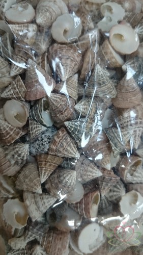 Echinellopsis ±1 cm 1 kilo Grandi schelpen-3