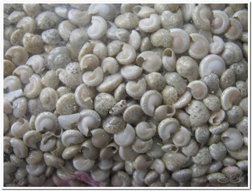 Umbonium Light schelpen wit, 1 kilo