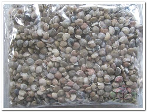 Umbonium schelpenmix 400 gram