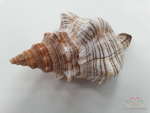 Shell Fasciolara Trapezium 13 cm 5 stuks Schelpen