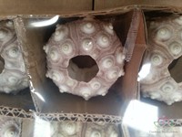 Zeeegel Sputnik 12 stuks-3