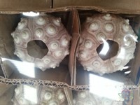 Zeeegel Sputnik 12 stuks-2