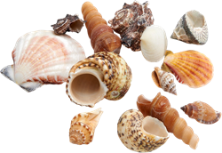 Schelpen en Zeesterren