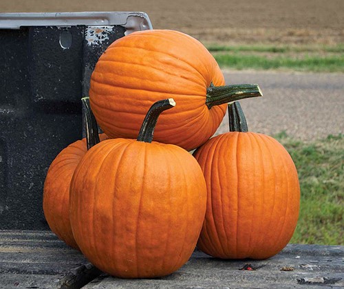 Hal. Scream II F1 PMT Halloweenpompoen