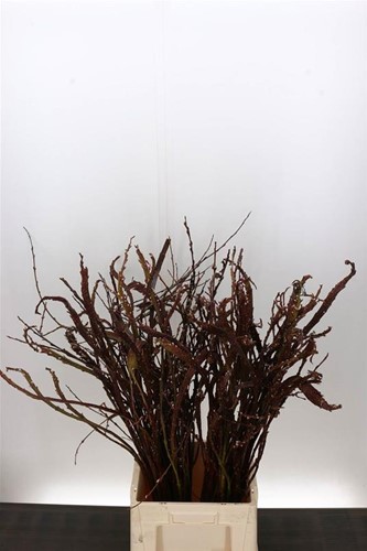 Salix Bandwilg Sekka +/- 90cm Mooie platte wilgentakken