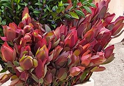 Leucadendron Senorita vertakt/ bos 5 st Toef of kerststuk zelf maken