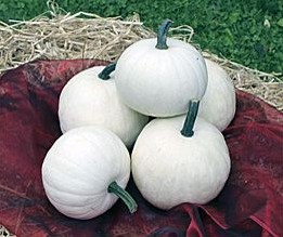 Snowball F1  Witte pompoen