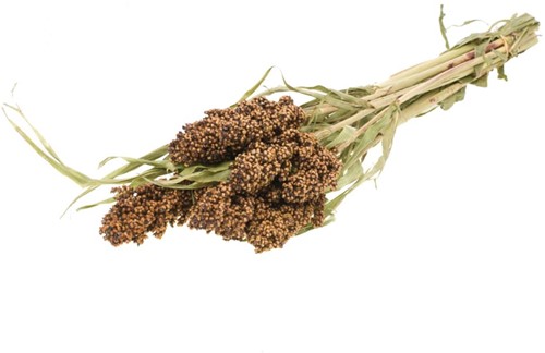 Sorghum SB natural green  Sorghum SB  aren pluimen