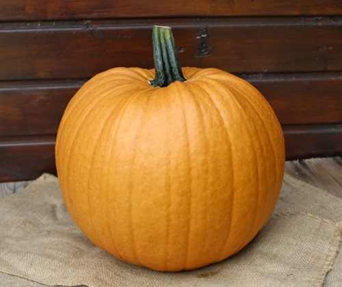 Spicy Mocha F1 PMT bijzondere kleur halloweenpompoen