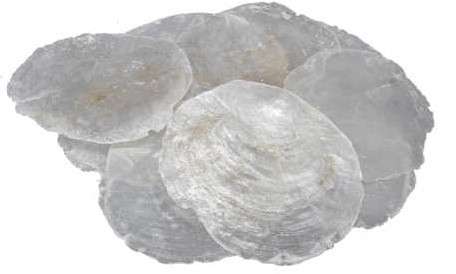  Capiz shell Camar schelpen 1 kilo 5-10cm Capiz shell schelpen 