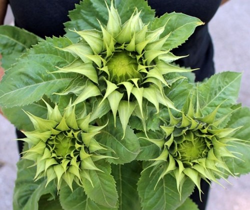 Helianthus SunFill Green F1 Zonnebloemzaden
