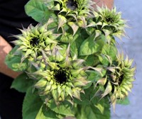 Helianthus SunFill Purple F1 Zonnebloemzaden-3