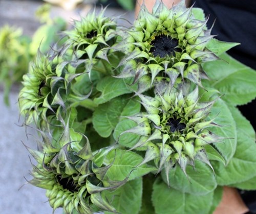 Helianthus SunFill Purple F1 Zonnebloemzaden