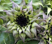 Helianthus SunFill Purple F1 Zonnebloemzaden-2