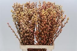 Katwilg wilgenkatjes GEKLEURDE katjeswilg Sunshine / Oranje Salix bundel +/- 10st Salix Kleurbehandeld Sunshine