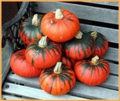 Buttercup Kabocha Oranje