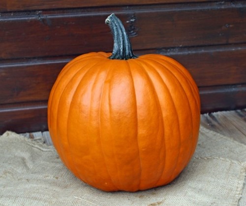 The Boss F1 PMT Halloween Grote Halloweenpompoen
