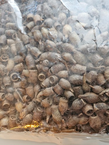 Eucalyptus BELL Naturel 1 kilo  Eucalyptus BELL