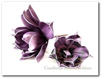 Magnolia foambloem Kort Dark Purple PER STUK Magnolia