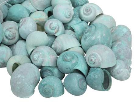 Nattai schelpen green washed, 500 gram