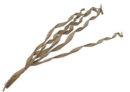Palm Sun palm spiral, naturel 80-90cm / 5 st Gedraaid Palm blad