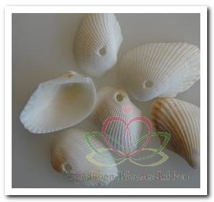 Actie White Litob Geboord Hole 4 mm / kg Geboorde schelpen