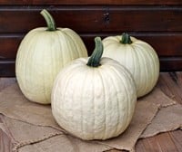 White Lightning F1 PMT Witte, grote halloweenpompoen, gewicht tussen +/-5.5-7 kg-3