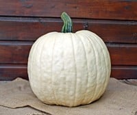 White Lightning F1 PMT Witte, grote halloweenpompoen, gewicht tussen +/-5.5-7 kg-2