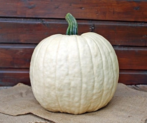 White Lightning F1 PMT Witte, grote halloweenpompoen, gewicht tussen +/-5.5-7 kg-2