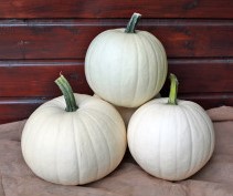 Honey Moon F1 PMT Witte, kleine pompoen, gewicht tussen +/-4.5 kg