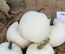 Baby Moon F1 PMT Witte, kleine pompoen, gewicht tussen 2 en 3 kg