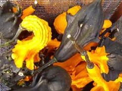 Autumn wings medium