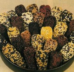 Indian berries