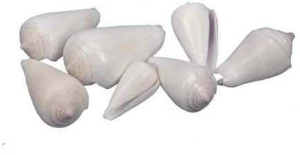 Schelpen Valaipoo WIt +/-500 Gr eenmalig artikel