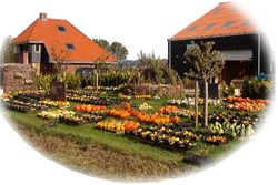 Pompoenen, Sierfruit, Kalebassen en Zaden
