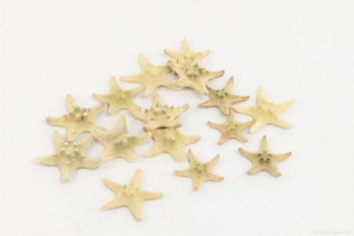 Zeester Philippine gehoornd, 2,5 cm. 15 stuks
