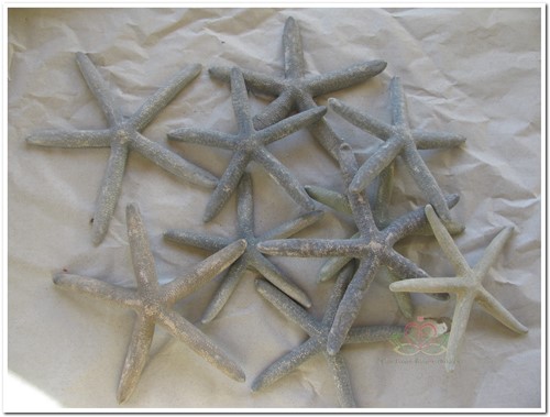 Zeester Starfish grijsblauw, 10-15 cm. 10 stuks